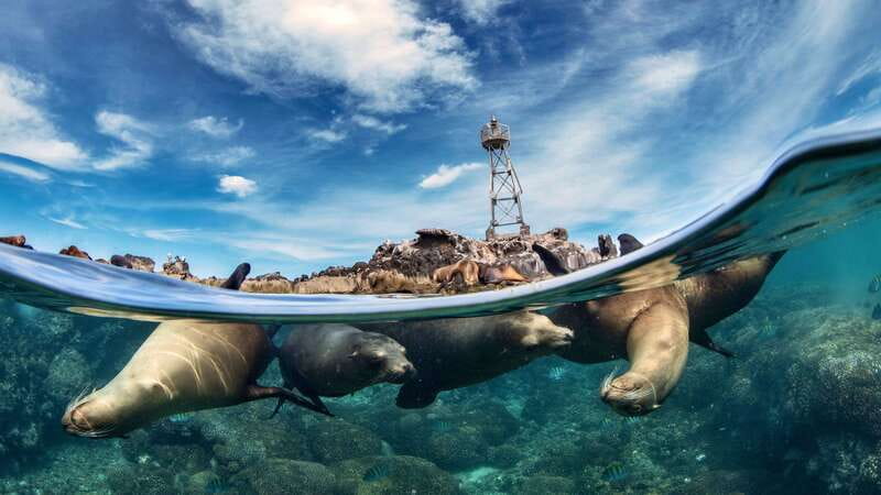 Espiritu Santo Island: Snorkeling Sea Lion Adventure - Getting to Los Islotes: sea lions, time limits, and welfare rules
