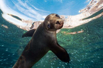 Espiritu Santo Island: Snorkeling Sea Lion Adventure - Why the small boat (and small group) makes a difference