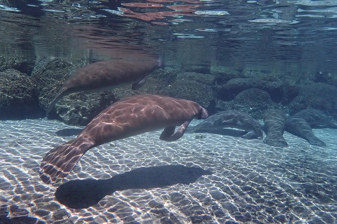 Exclusive Small Group VIP Heated Manatee Snorkel Tour - The Pontoon Ride Into Crystal River National Wildlife Refuge