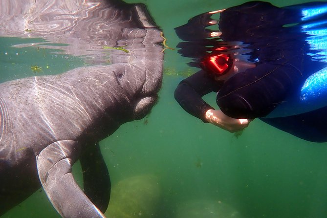 Exclusive Small Group VIP Heated Manatee Snorkel Tour - Wildlife Beyond Manatees: Birds, Fish, and Estuary Energy