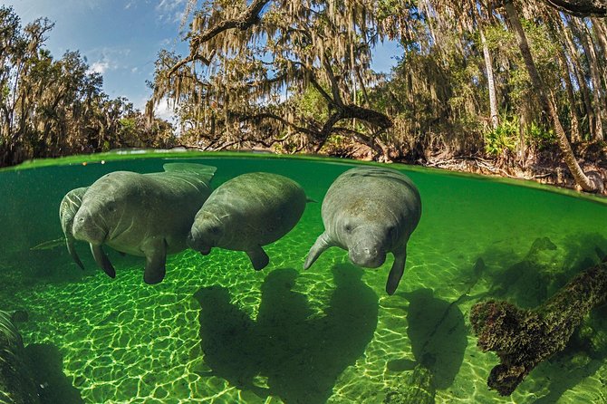 Exclusive Small Group VIP Heated Manatee Snorkel Tour - Getting Suited Up: Wetsuits and Snorkeling Gear That Actually Works