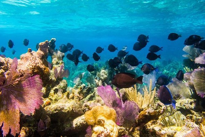 Exclusive Supreme Snorkeling Tour - Amazing Wall snorkeling off Grand Turk: the reef drop-off you can actually feel