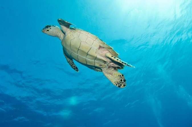 Exclusive Supreme Snorkeling Tour - Boat comfort, small-group size, and real-world timing