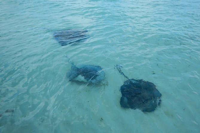 Exclusive Supreme Snorkeling Tour - Who should book—and who may want a different Grand Turk plan?
