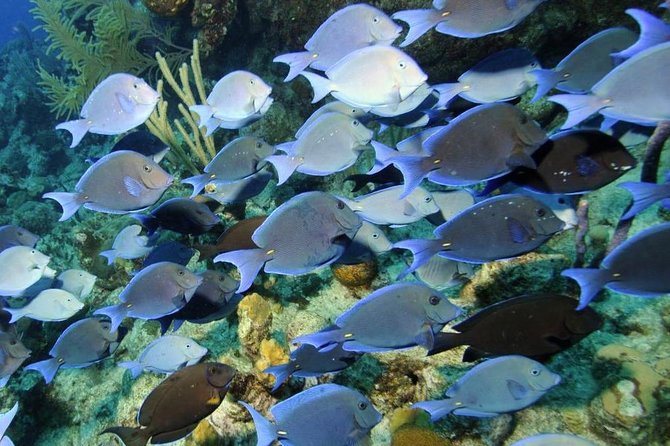 Exclusive Supreme Snorkeling Tour - The 30–35 minute Gibbs Cay ride: island time starts as soon as the boat slows