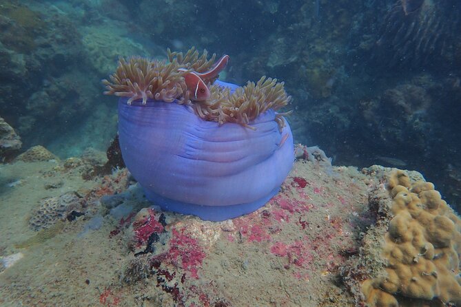 Explore Nha Trang Bay: Half-Day Snorkeling Adventure Tour - A smooth morning to Hon Mun and your first water jump
