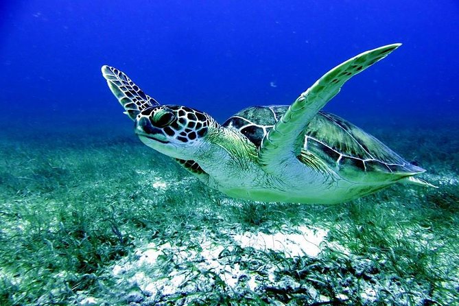 Fajardo Afternoon Snorkeling Adventure Tour - Key points before you go
