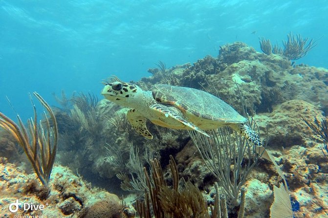 Fajardo Afternoon Snorkeling Adventure Tour - The Fajardo afternoon sweet spot: reef time plus a real hangout