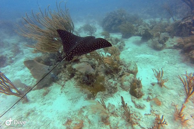 Fajardo Afternoon Snorkeling Adventure Tour - Cayos de la Cordillera Nature Reserve: what snorkel time feels like