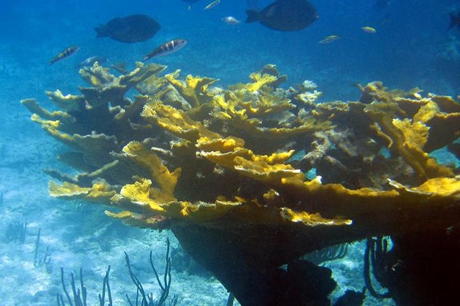 Fajardo Afternoon Snorkeling Adventure Tour - Safety first on this boat: USCG approval plus CPR