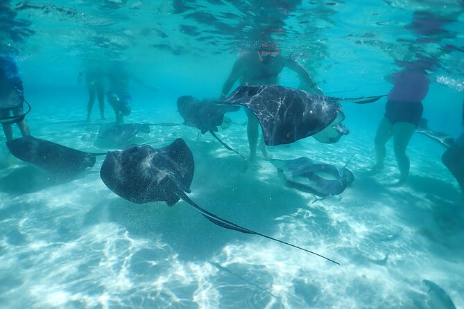 (Family owned) Stingray city sandbar, Starfish Beach & Snorkeling - What $65 Buys You (And Where the Value Shows)