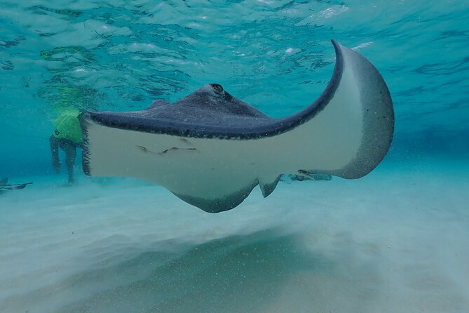 (Family owned) Stingray city sandbar, Starfish Beach & Snorkeling - Starfish Point: Fun, Simple, and a Bit Hit-or-Miss