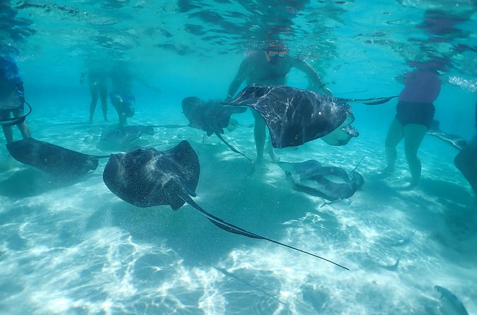 (Family owned) Stingray city sandbar, Starfish Beach & Snorkeling - Coral Gardens Snorkeling: Colorful Fish, Real Reef Time