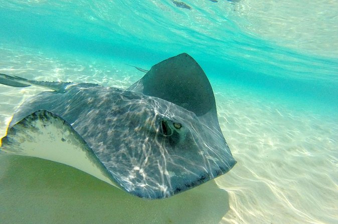 (Family owned) Stingray city sandbar, Starfish Beach & Snorkeling - Group Size, Timing, and How the Day Feels