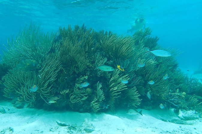 (Family owned) Stingray city sandbar, Starfish Beach & Snorkeling - Photos: Nice Memory, But Plan for Extra Cost
