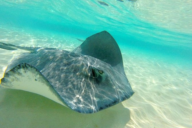 (Family owned) Stingray city sandbar, Starfish Beach & Snorkeling - Getting From George Town to the Water Without Stress