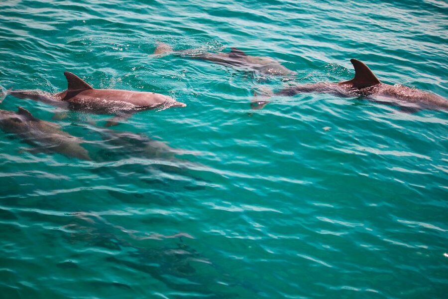 Fort Walton Beach: Morning Dolphin Cruise with Snorkel Stop - The 45-Foot Catamaran Ride: Why This Boat Matters
