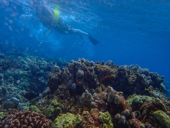 Four Winds Molokini Snorkeling Tour from Maalaea Harbor - Maalaea Harbor Check-In: The Morning Rhythm That Matters