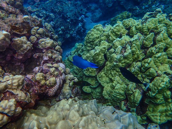 Four Winds Molokini Snorkeling Tour from Maalaea Harbor - Food, Drinks, and That Much-Needed Midday Fuel