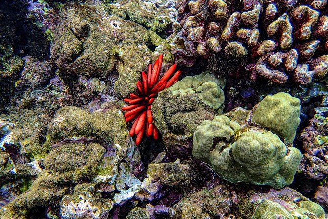 Four Winds Molokini Snorkeling Tour from Maalaea Harbor - Included Gear vs. What You Can Add On