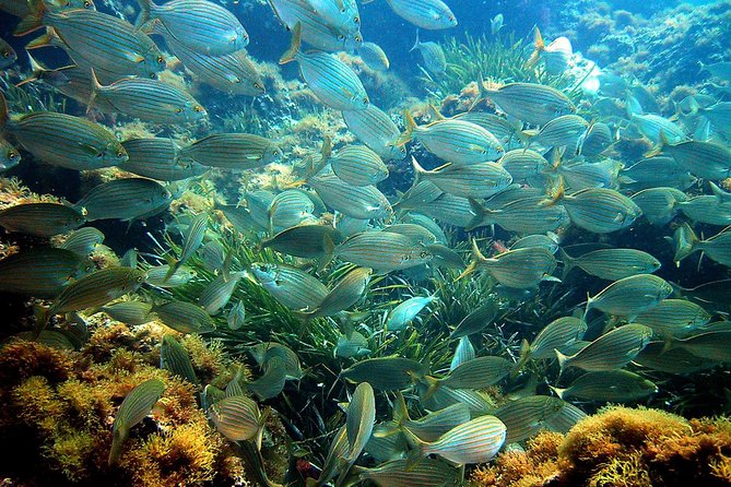 French Riviera Villefranche Bay Snorkeling Tour from Nice - Should you book French Riviera Villefranche Bay snorkeling from Nice?