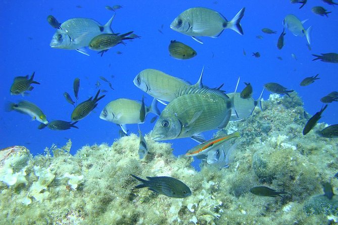 French Riviera Villefranche Bay Snorkeling Tour from Nice - Gear fitting and the safety briefing: where comfort starts
