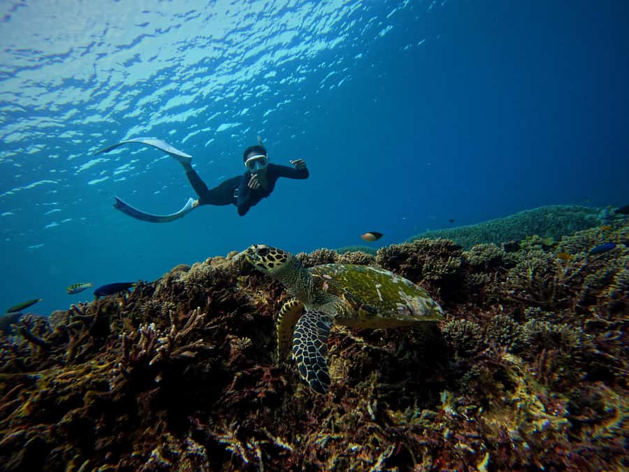 From Bali: 3 Snorkeling Spots Tour to Lembongan and Penida - Should you book this Nusa islands snorkeling and mangrove day?