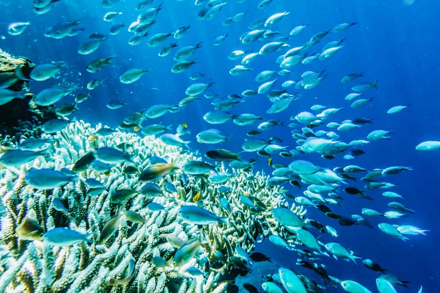 From Bali: 3 Snorkeling Spots Tour to Lembongan and Penida - Gear, guidance, and the feeling of being taken care of
