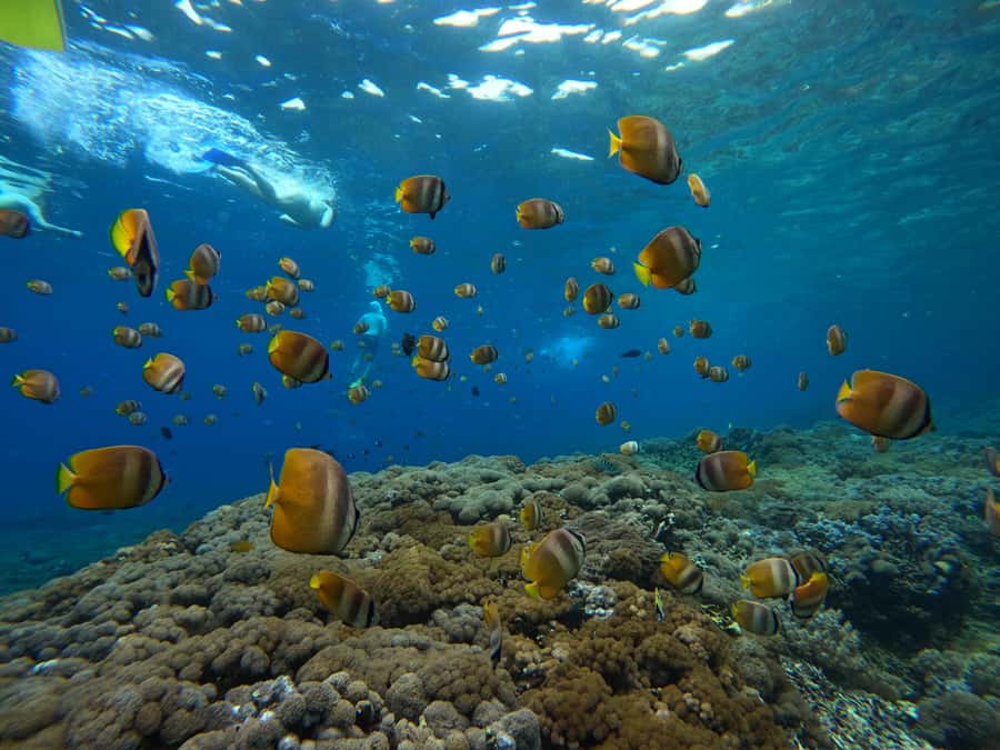 From Bali: 3 Snorkeling Spots Tour to Lembongan and Penida - Timing, transfers, and what a full day will feel like