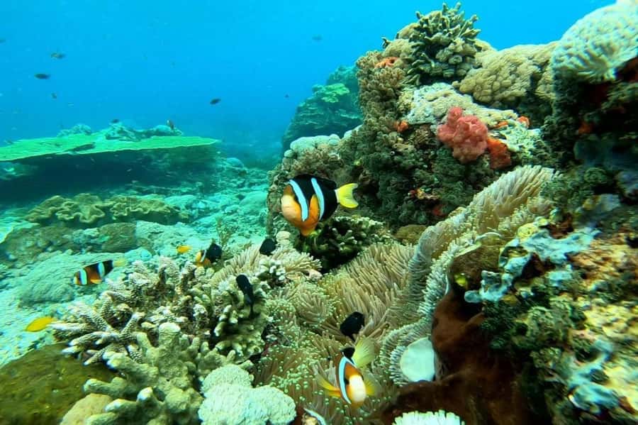 From Bali: Nusa Penida Full Day Private Snorkeling Tour - Stop 4: Toyapakeh Wall for that long coral wall experience