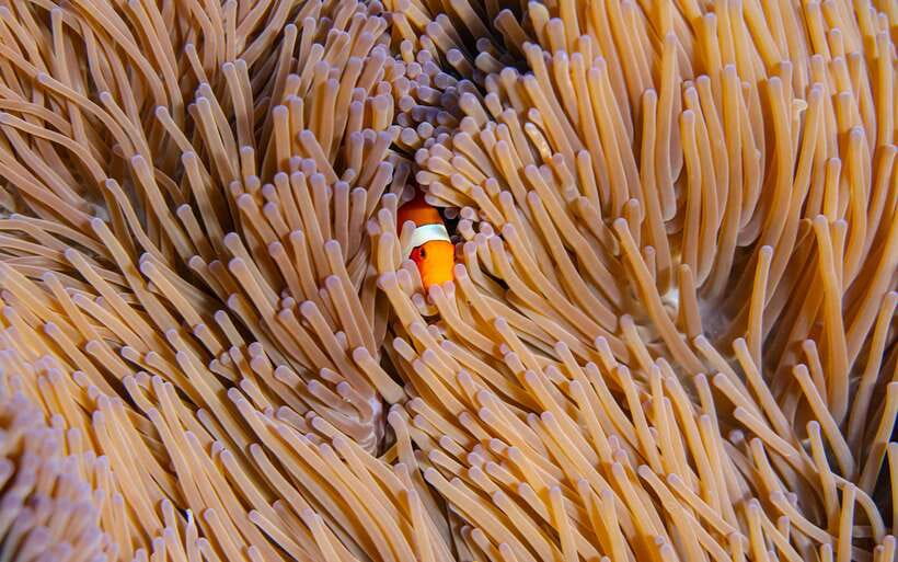 From Bali: Nusa Penida Private Snorkeling Tour with Lunch - Key things that make this tour worth your attention