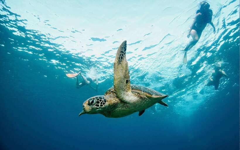 From Bali: Nusa Penida Private Snorkeling Tour with Lunch - Kelingking Cliff: the view, the ride, and the photo logistics