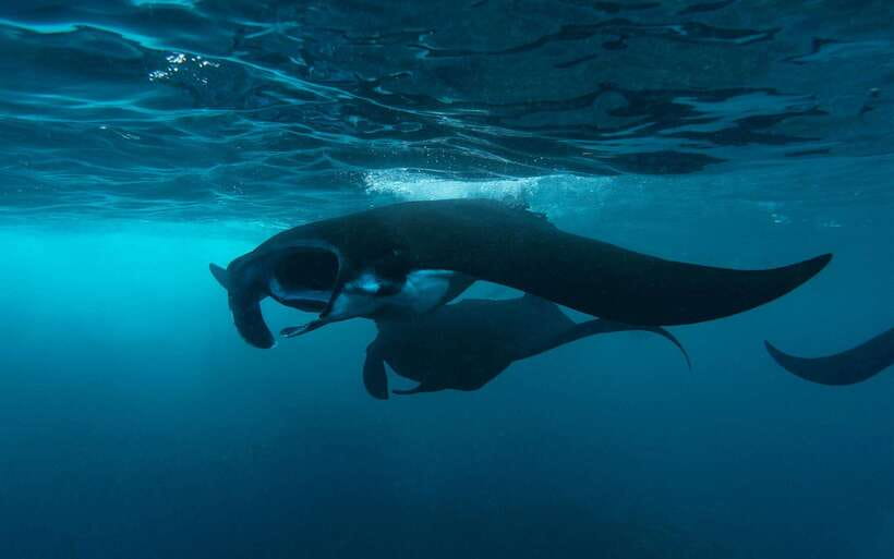 From Bali: Nusa Penida Private Snorkeling Tour with Lunch - Sanur to Nusa Penida: fast boat, early start, and sea-legs reality