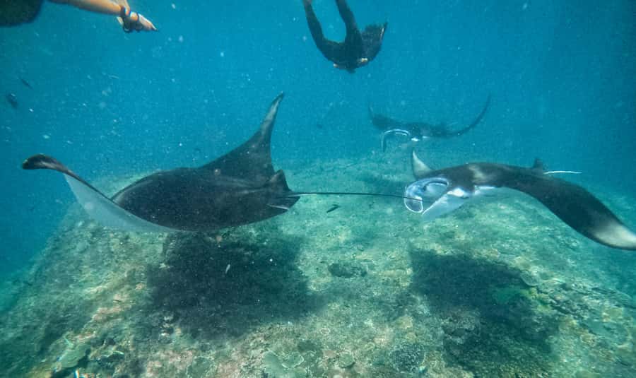 From Bali: Snorkeling at Manta Point Nusa Penida & Land Tour - Manta Point snorkeling: what you’re really signing up for