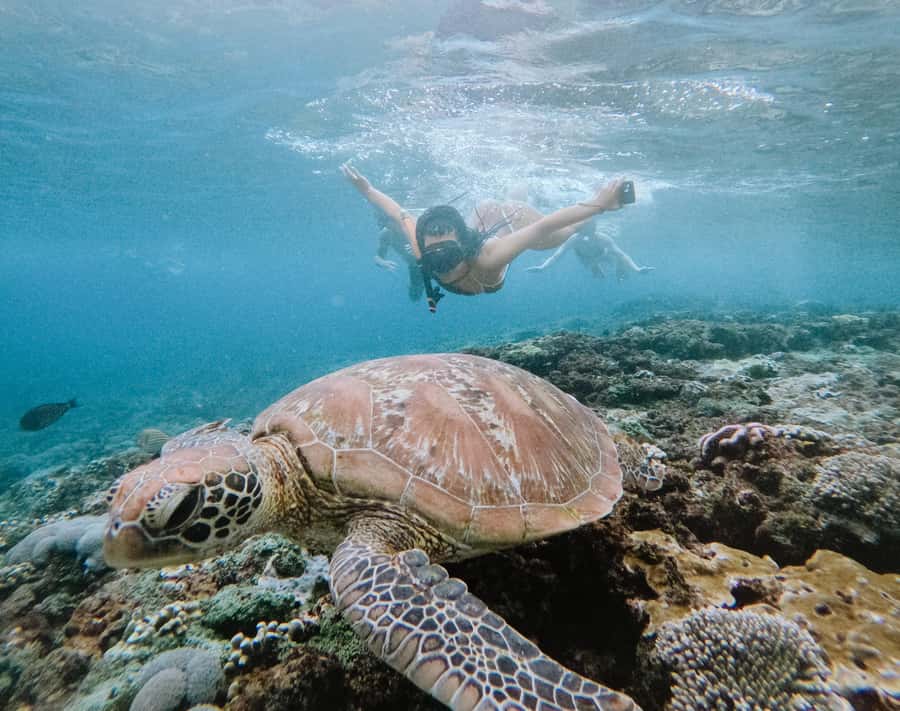 From Bali: Snorkeling at Manta Point Nusa Penida & Land Tour - Getting to Sanur and handling that early-morning pressure