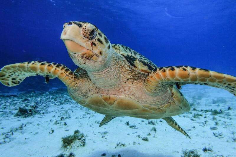 From Cozumel: 3 Reefs Boat Tour with Drinks and Snorkeling - Quick reasons this tour works so well