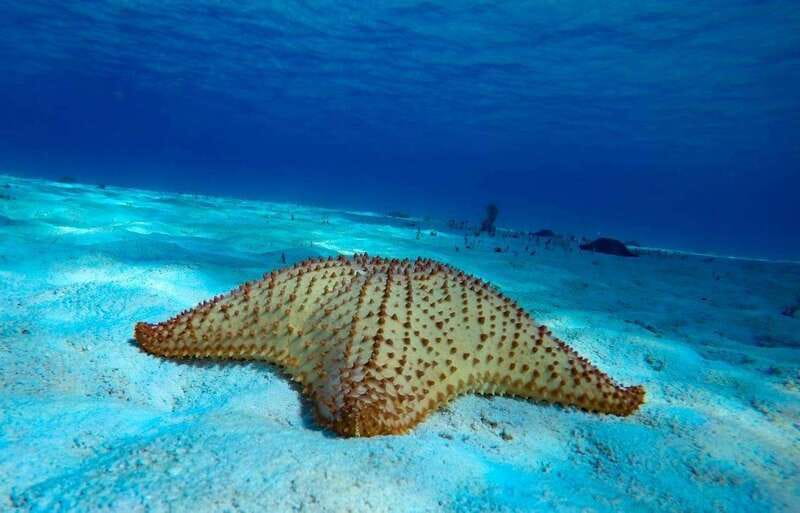 From Cozumel: 3 Reefs Boat Tour with Drinks and Snorkeling - Marina Asipona meeting point: the 5-minute taxi reality
