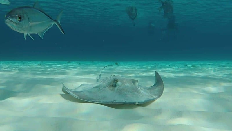 From Cozumel: 3 Reefs Boat Tour with Drinks and Snorkeling - Why the guide makes the trip worth it (even if you swim well)