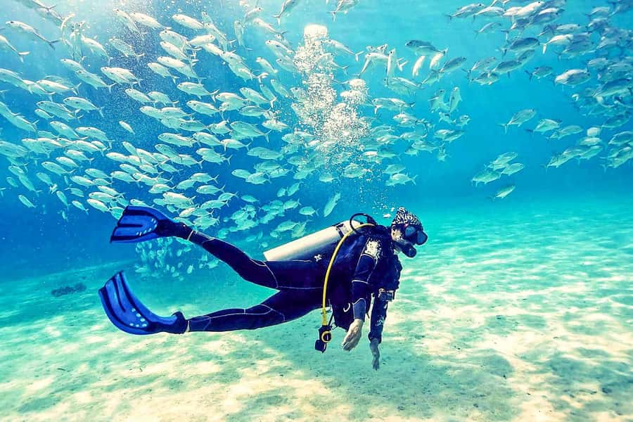 From Dubai: Fujairah Half-Day Scuba Dive and Snorkeling - Key highlights to know before you book