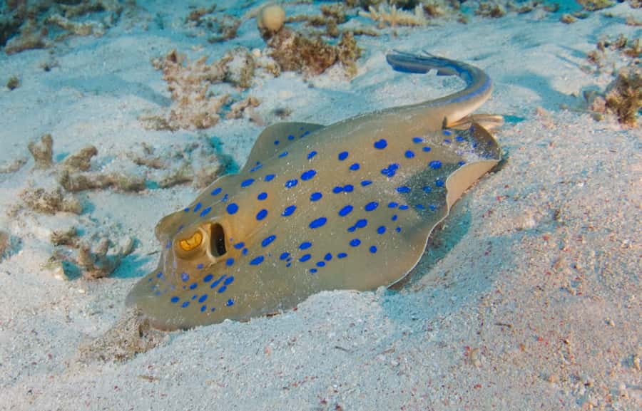 From Dubai: Fujairah Half-Day Scuba Dive and Snorkeling - What You’re Really Buying: Scuba coaching plus snorkeling time