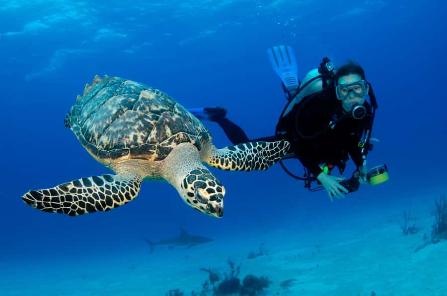 From Dubai: Fujairah Half-Day Scuba Dive and Snorkeling - Gear-up at the center: how the day actually starts