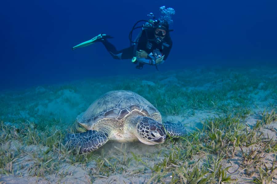 From Dubai: Fujairah Half-Day Scuba Dive and Snorkeling - The boat ride to the reef: 30 minutes of sea air