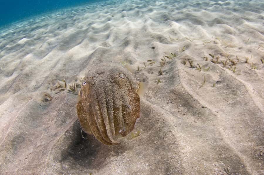 From Dubai: Fujairah Half-Day Scuba Dive and Snorkeling - Marine life you may actually spot (not just on a brochure)