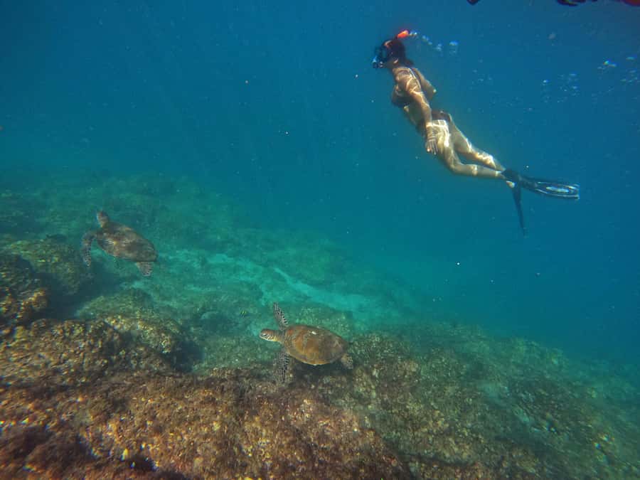 From Dubai: Fujairah Snorkeling with Turtles, Transfer & BBQ - Key things that make this day trip worth your time