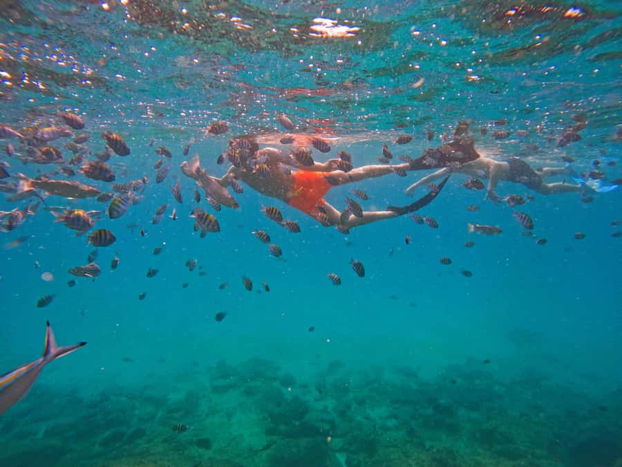 From Dubai: Fujairah Snorkeling with Turtles, Transfer & BBQ - Price and value from Dubai: is $135 fair?