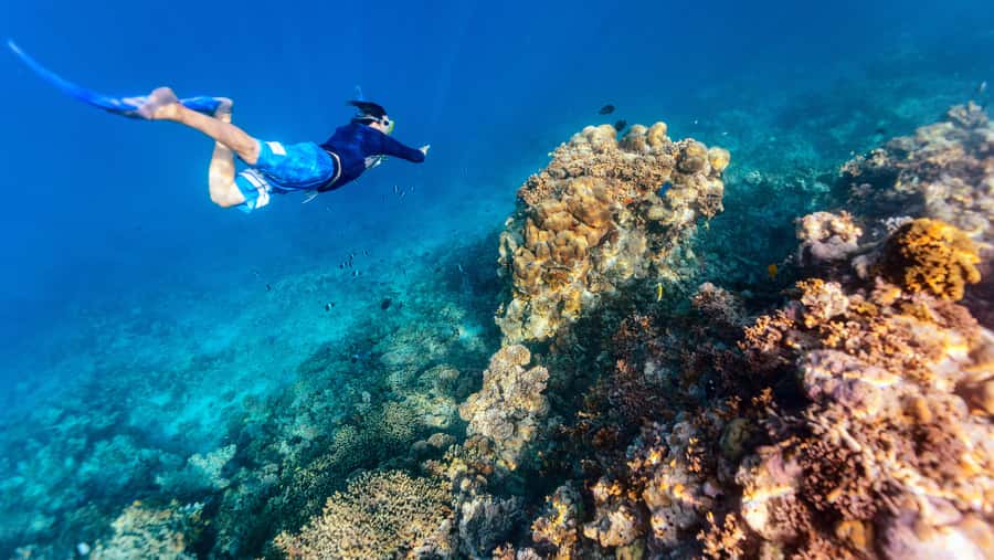 From Dubai: Snorkeling Trip to Dibba Al-Fujairah - Key points to know before you go