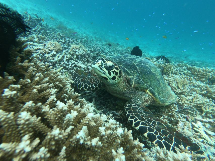 From Gili Air/Trawangan: Glass-Bottom Boat with Snorkeling - Should you book this glass-bottom snorkeling tour from Gili Air or Trawangan?