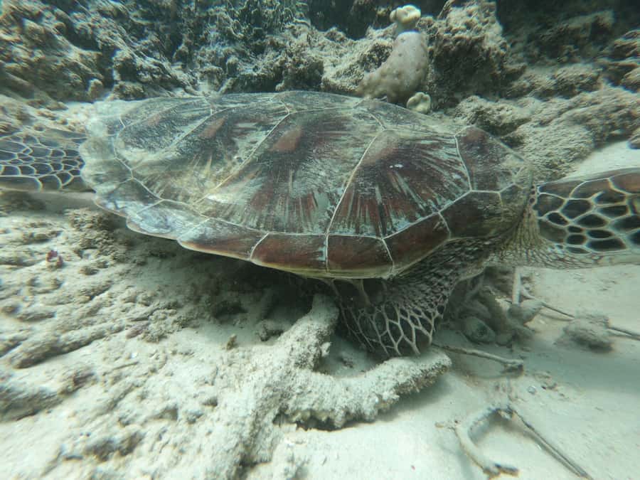 From Gili Air/Trawangan: Glass-Bottom Boat with Snorkeling - What’s included vs not included (so you don’t get surprised)