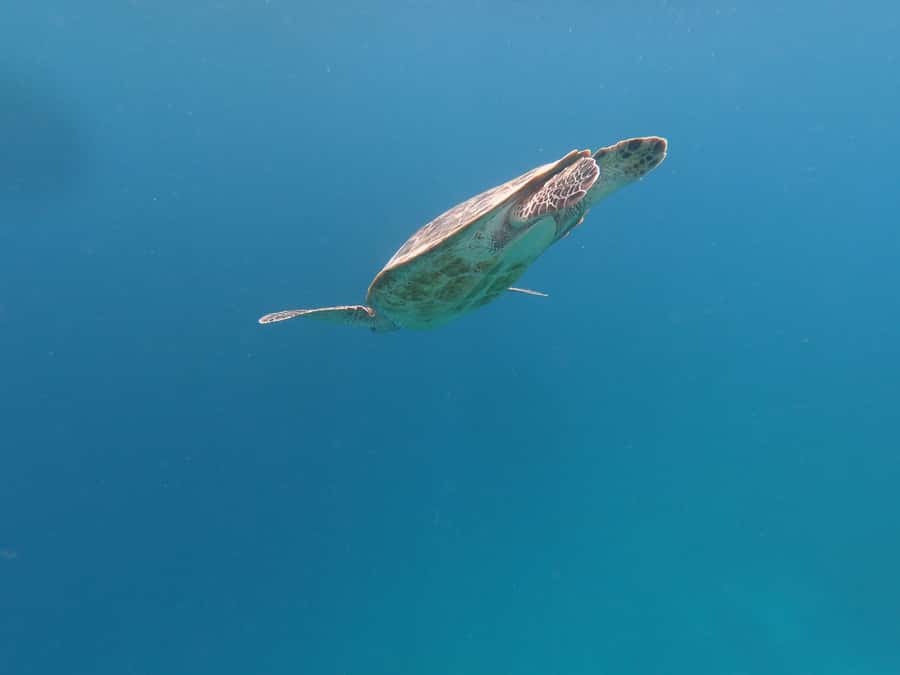 From Gili Air/Trawangan: Glass-Bottom Boat with Snorkeling - Price and value: is $47 a fair deal?