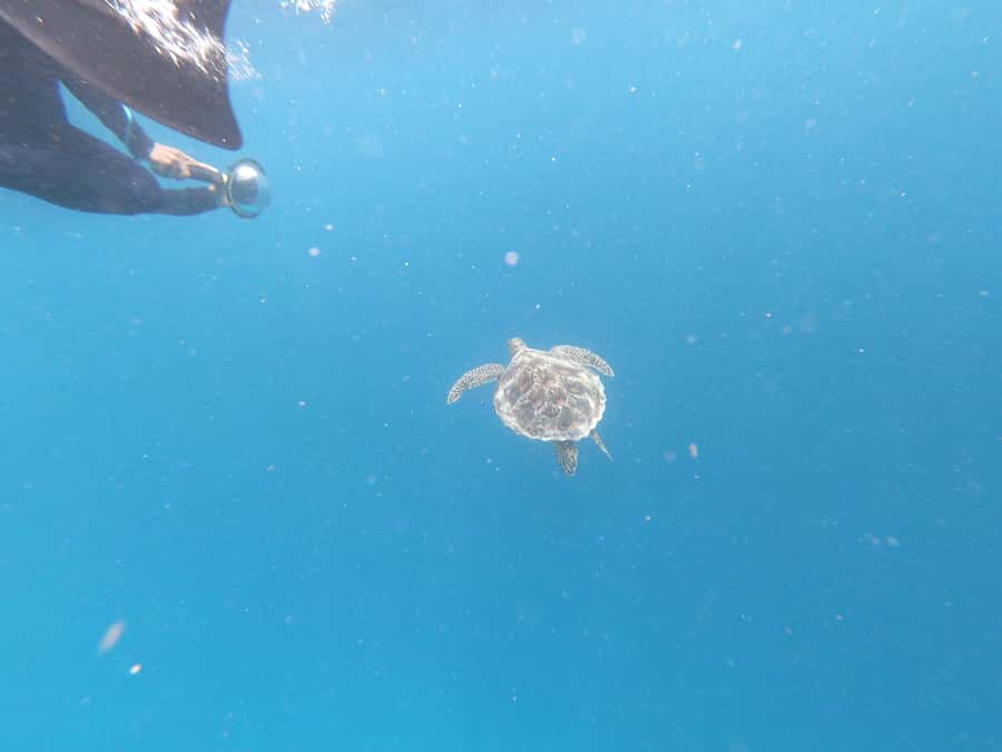 From Gili Air/Trawangan: Glass-Bottom Boat with Snorkeling - Who should book this (and who should skip it)